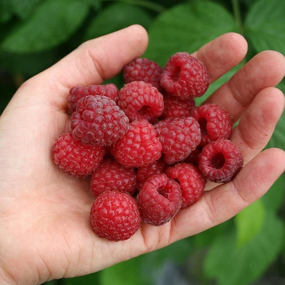 Zmeur Rosu Meeker (Rubuis Idaeus), cu fructe dulci rosii