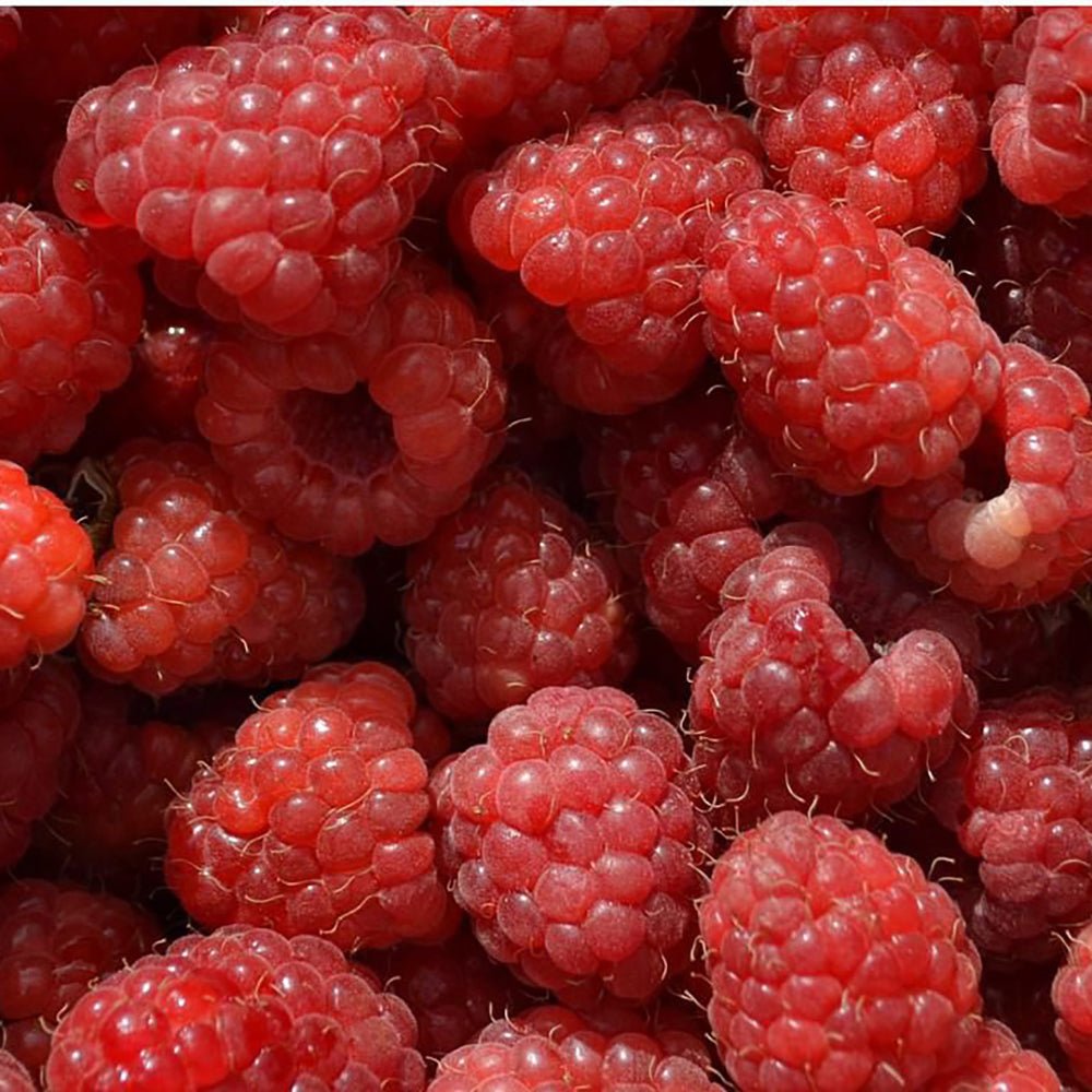 Zmeur Rosu Meeker (Rubuis Idaeus), cu fructe dulci rosii