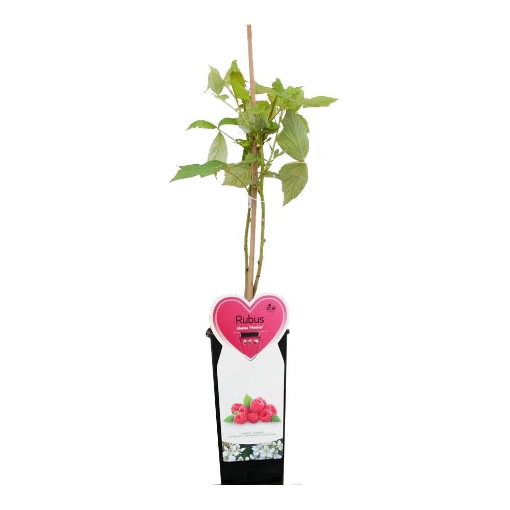 Zmeur Rosu Meeker (Rubuis Idaeus), cu fructe dulci rosii