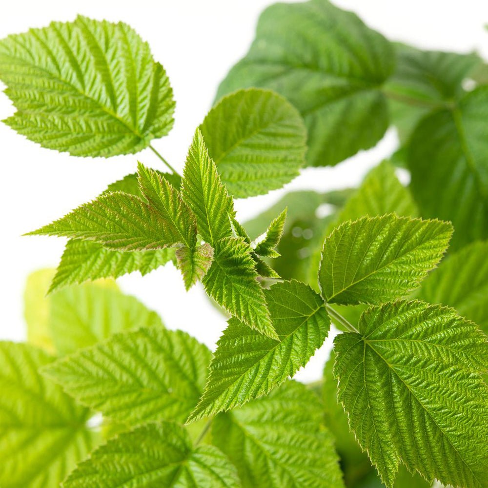 Zmeur Rosu Willamette (Rubus Idaeus), cu fructe dulci rosii