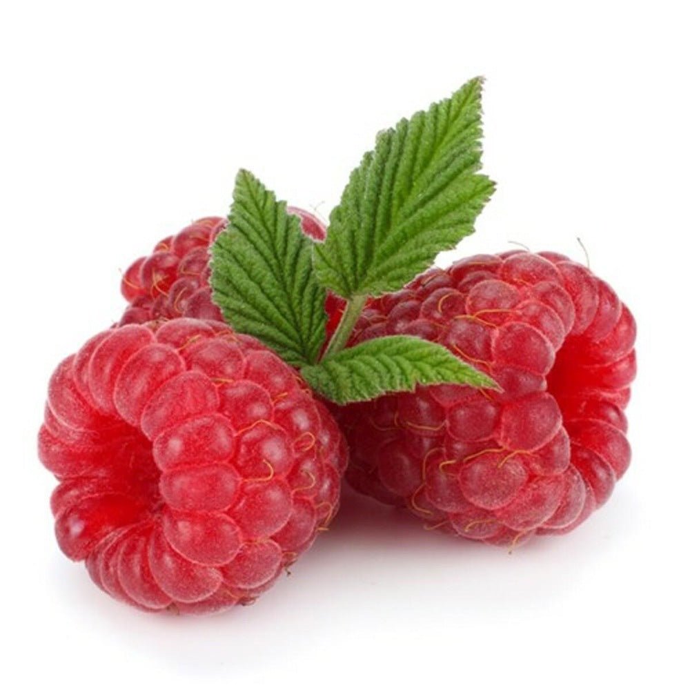 Zmeur Rosu Willamette (Rubus Idaeus), cu fructe dulci rosii