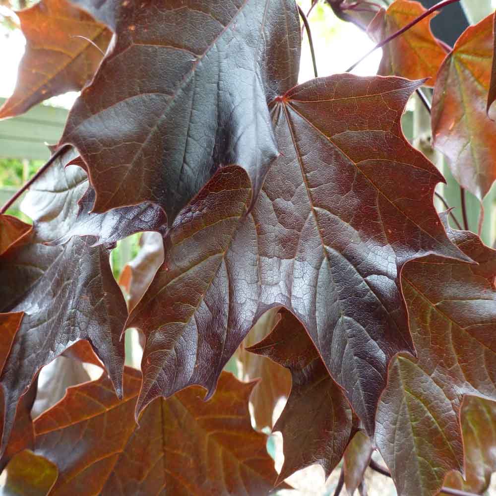 Artar Norvegian rosu Royal Red, cu frunzis rosu, colorit de toamna