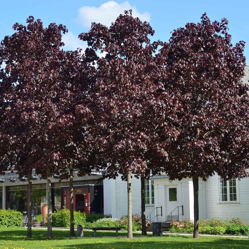 Artar Norvegian rosu Royal Red, cu frunzis rosu, colorit de toamna