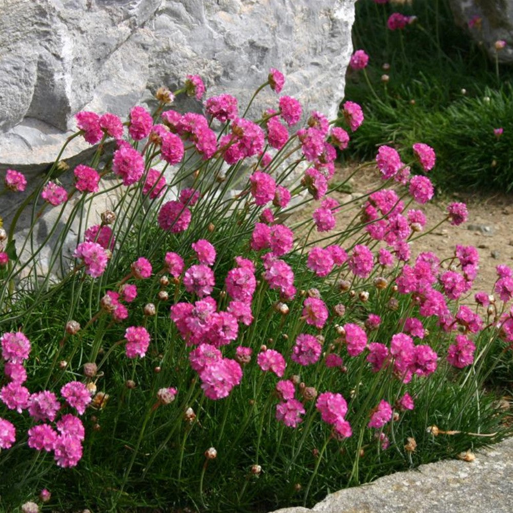 Armeria Dusseldorfer Stolz