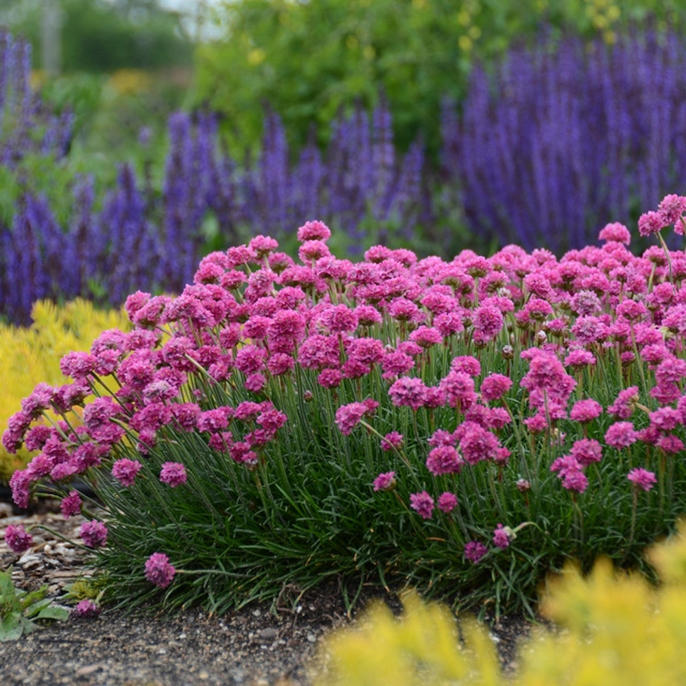 Armeria Dusseldorfer Stolz
