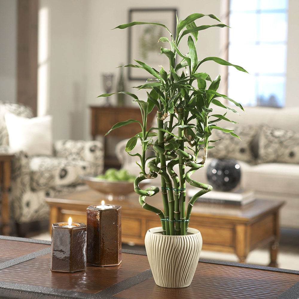 Bambus Ondulat Lucky/Norocos Spiral - 100 cm