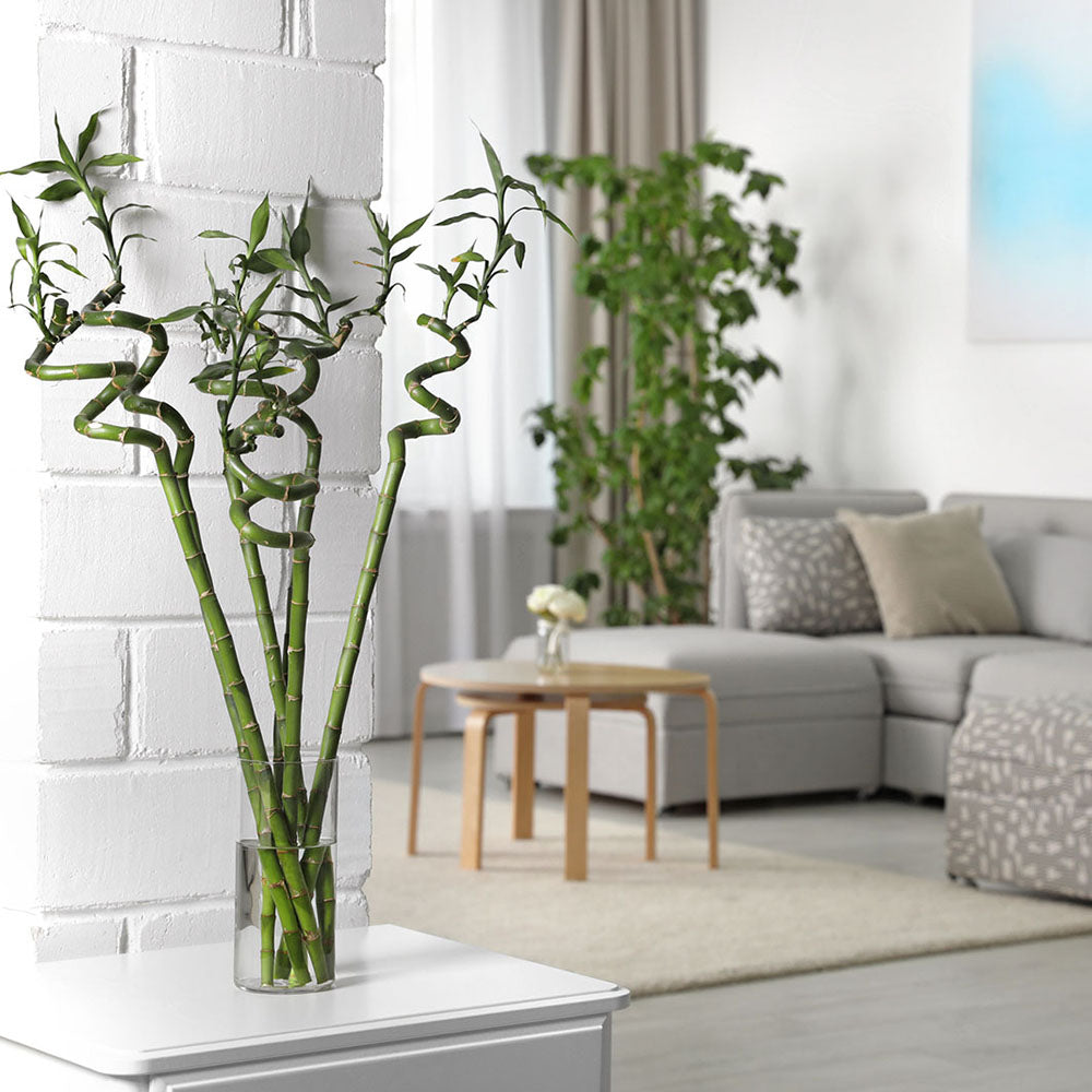 Bambus Ondulat Lucky/Norocos Spiral - 100 cm