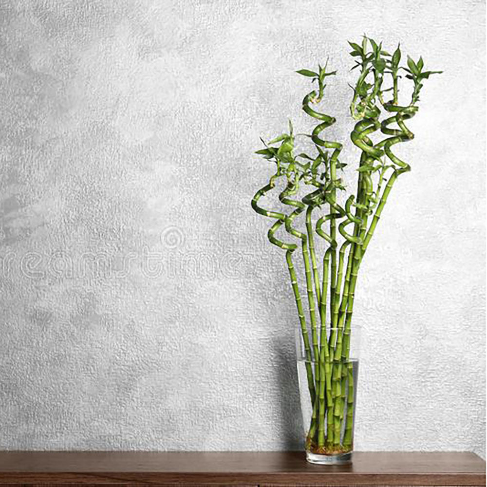 Bambus Ondulat Lucky/Norocos Spiral - 100 cm