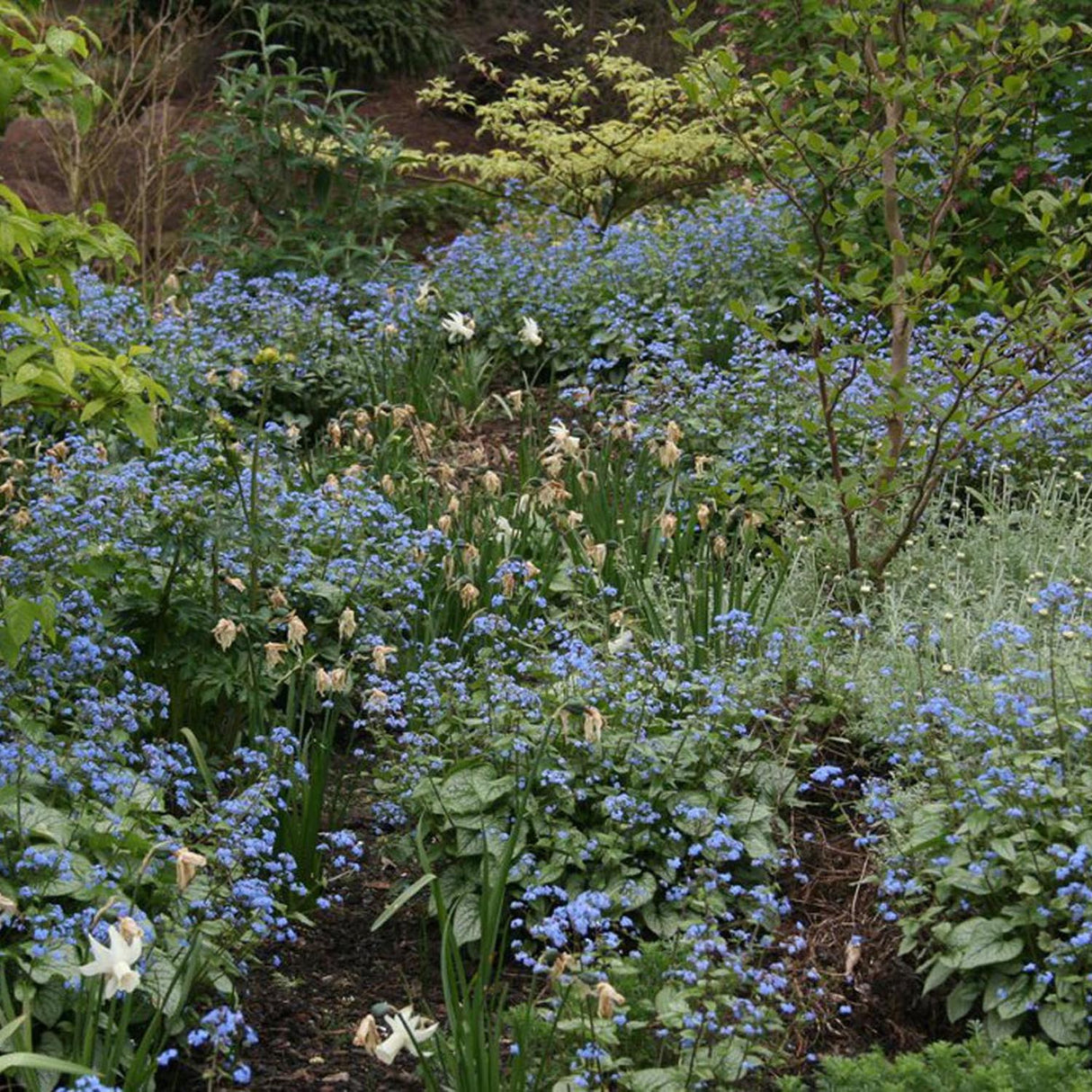 Nu-Ma-Uita Langtrees