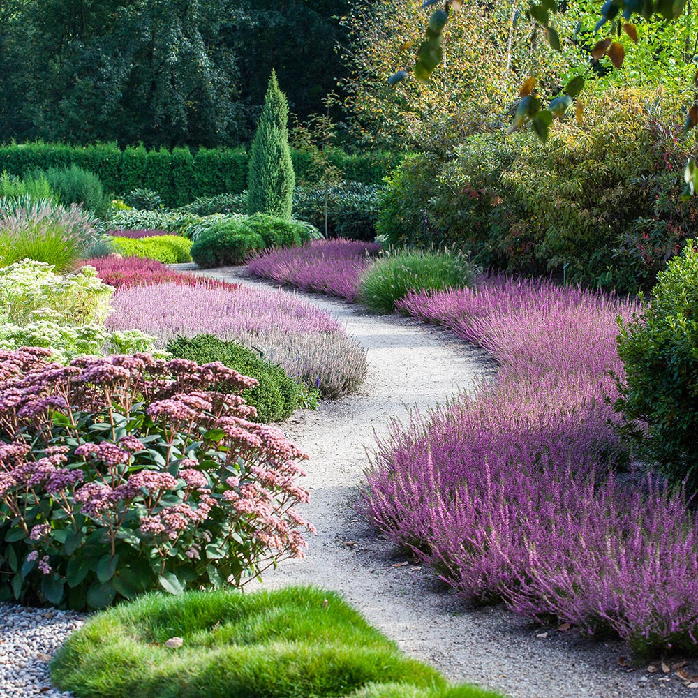 Calluna (Iarba Neagra) Aphrodite