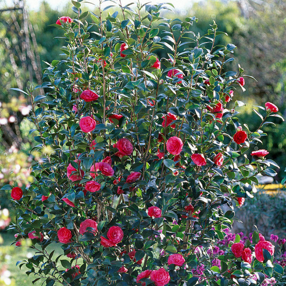 Trandafir Japonez Camellia Black Lace, cu flori rosii-inchis