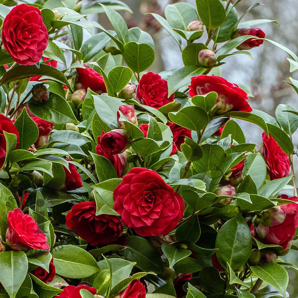 Trandafir Japonez Camellia Black Lace, cu flori rosii-inchis