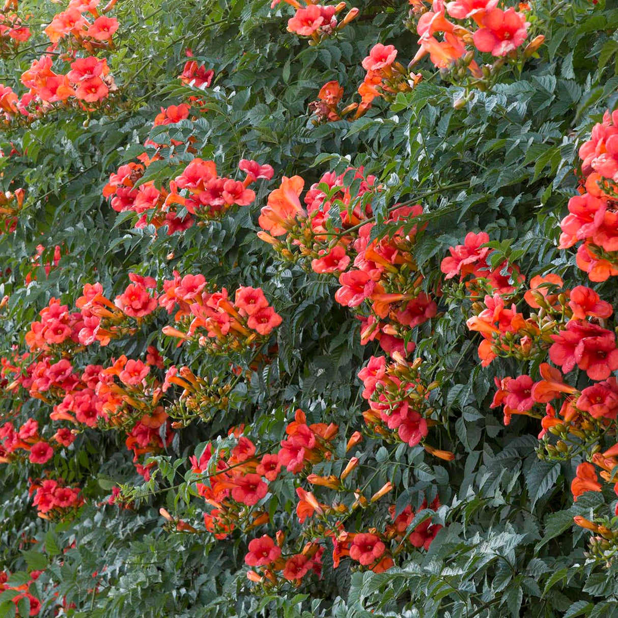 Trompeta Cataratoare, Luleaua turcului Madame Galen, cu flori somon