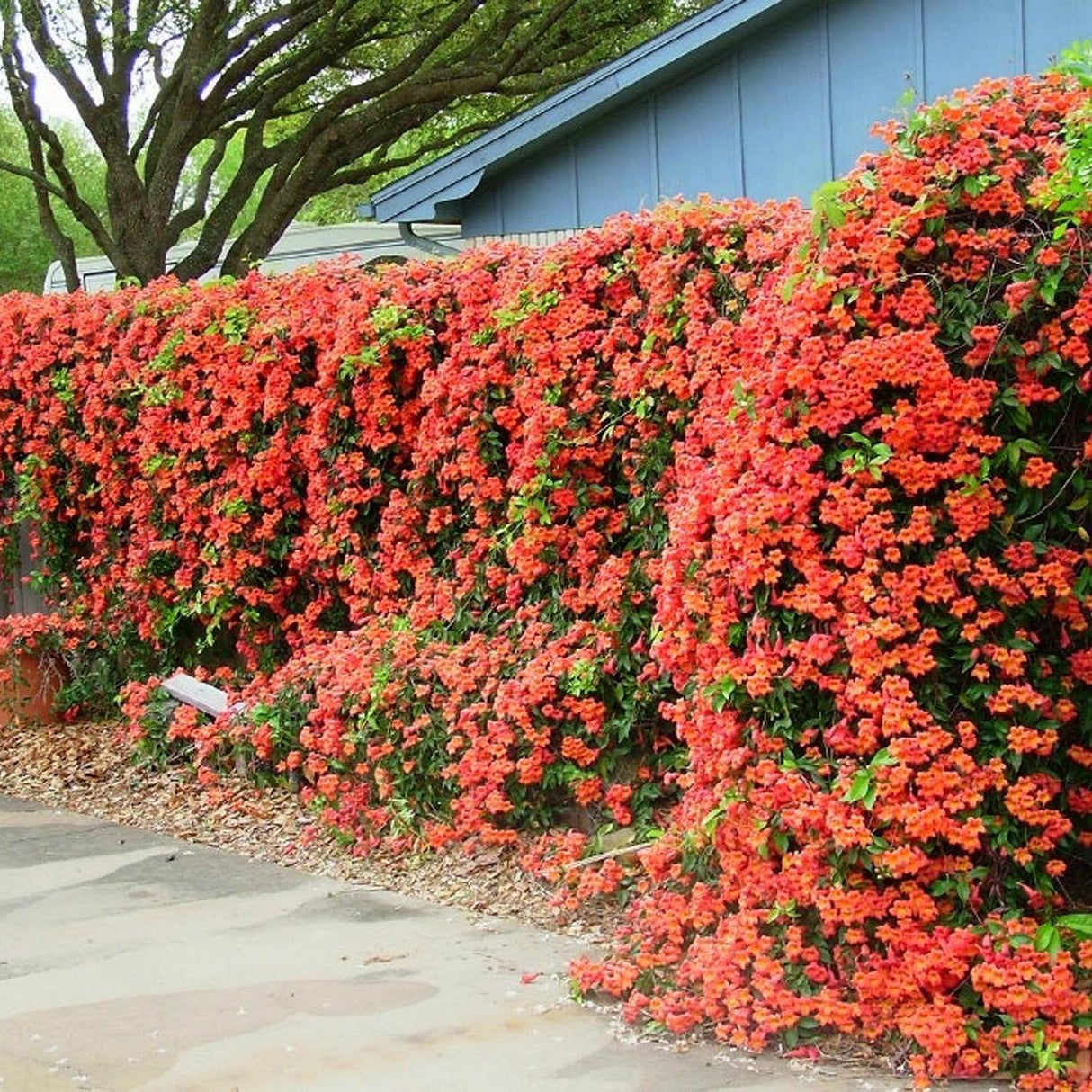 Trompeta Cataratoare, Luleaua turcului Madame Galen, cu flori somon