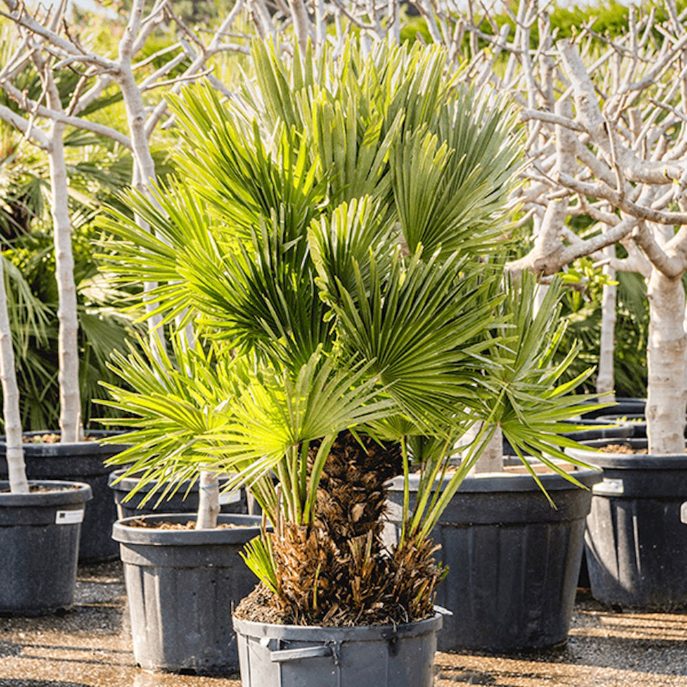 Palmier Mediteraneean Volcano