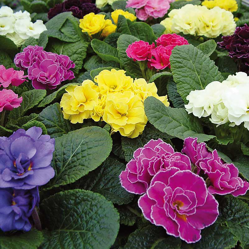 Ciubotica Cucului (Primula Acaulis) - Mix Culori (5 Buc.)