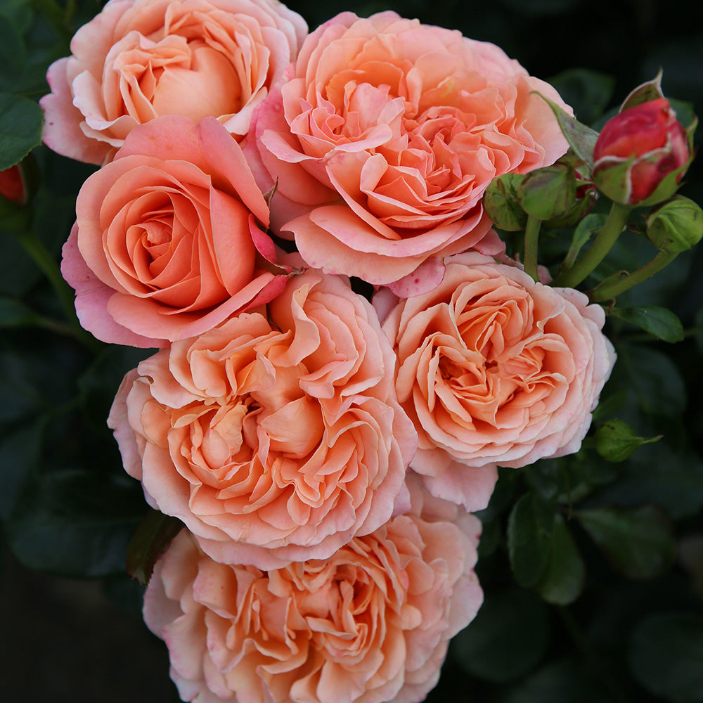 Trandafir Floribunda apricot-somon Coral Lions, inflorire repetata