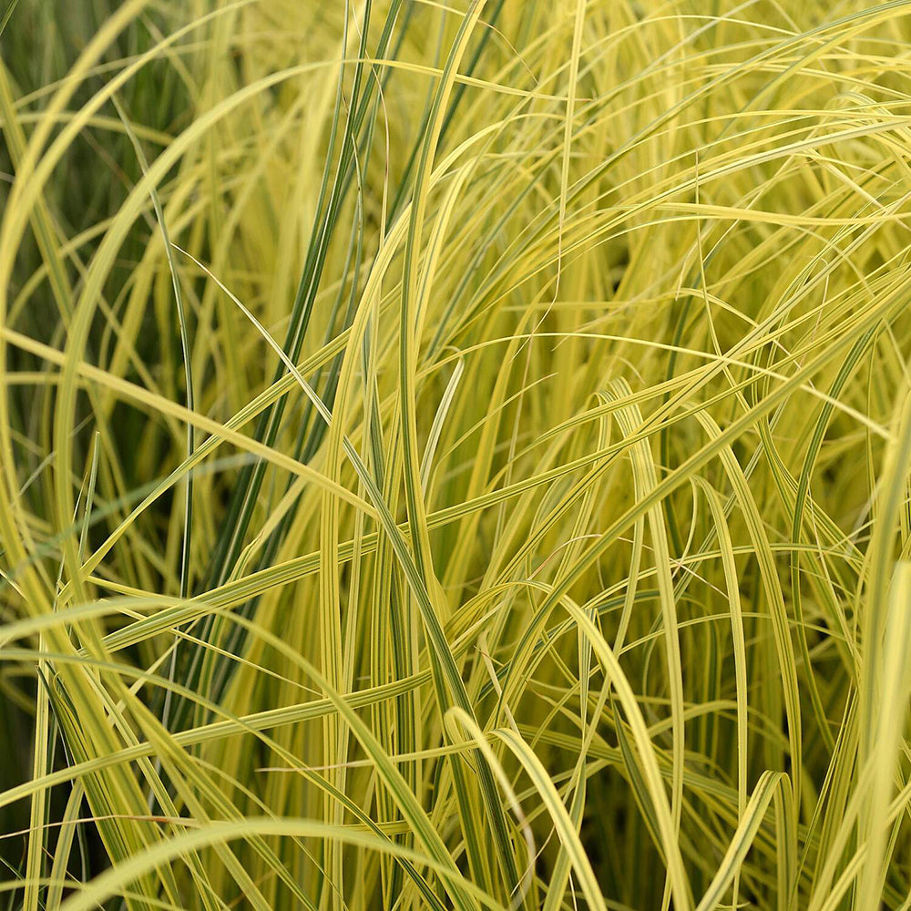 Iarba de Pampas (Cortaderia) Splendid Star
