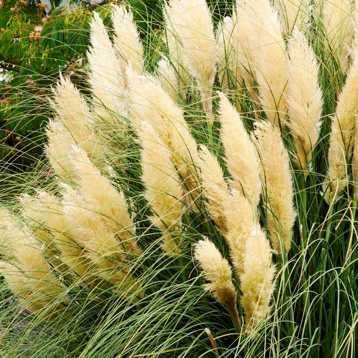 Iarba de Pampas (Cortaderia) White Plume
