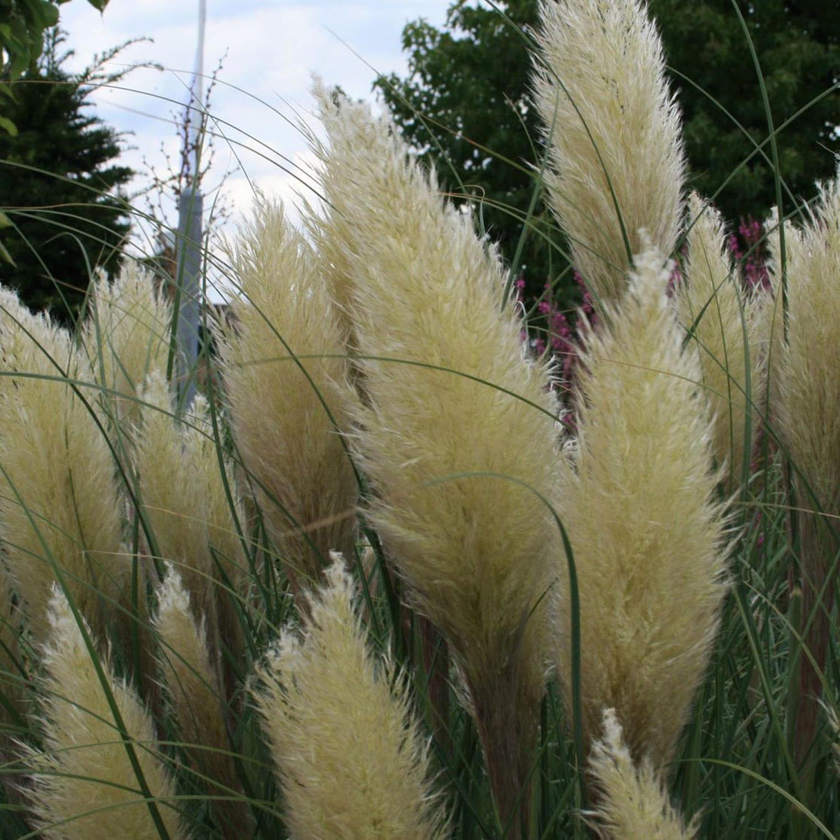 Iarba de Pampas (Cortaderia) White Plume
