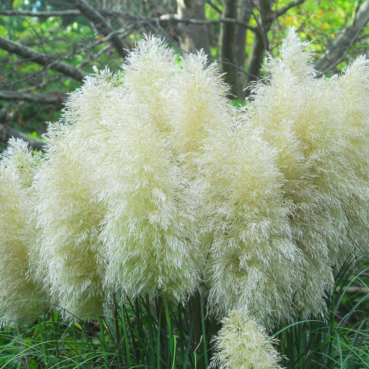 Iarba de Pampas (Cortaderia) White Plume