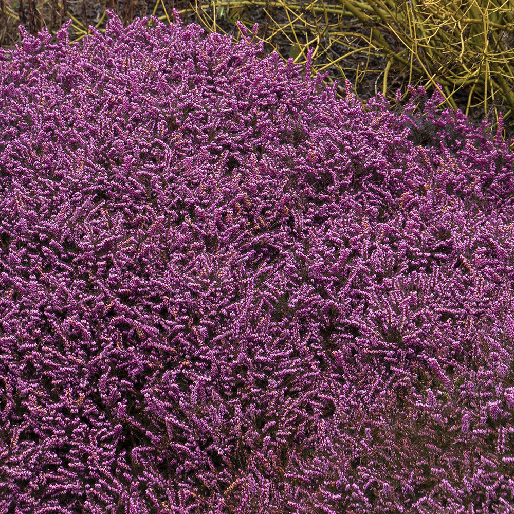 Erica (Iarba Neagra) Kramers Rote