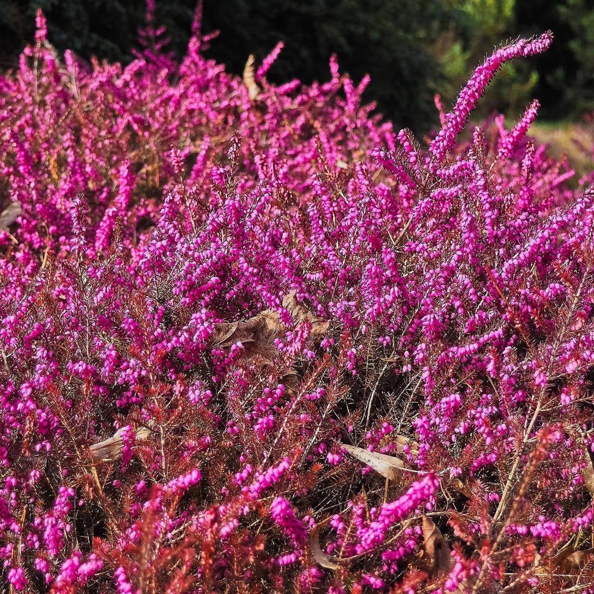 Erica (Iarba Neagra) Kramers Rote