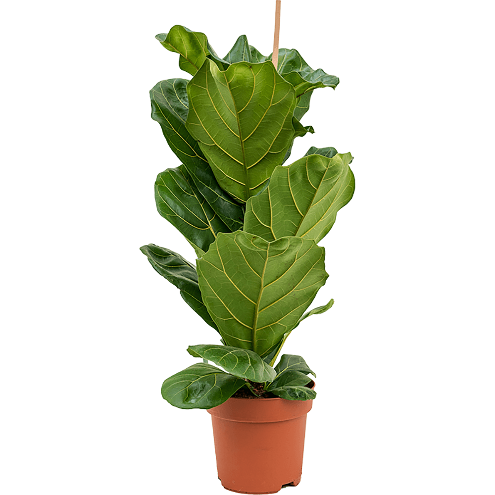 Ficus Lyrata - 90 cm