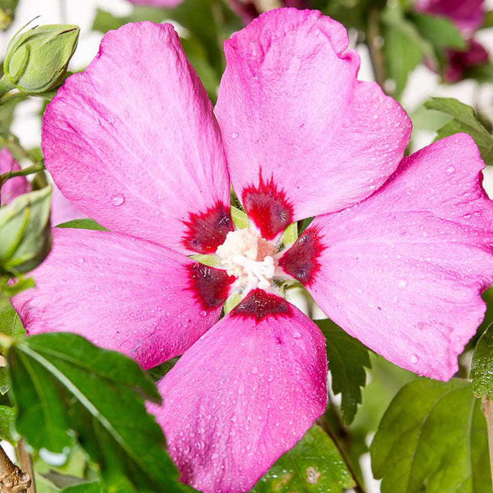 Hibiscus Hamabo