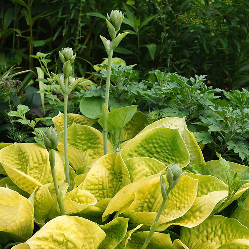 Crin de Toamna (Hosta Hybrid) Gold Standard, cu frunzis auriu