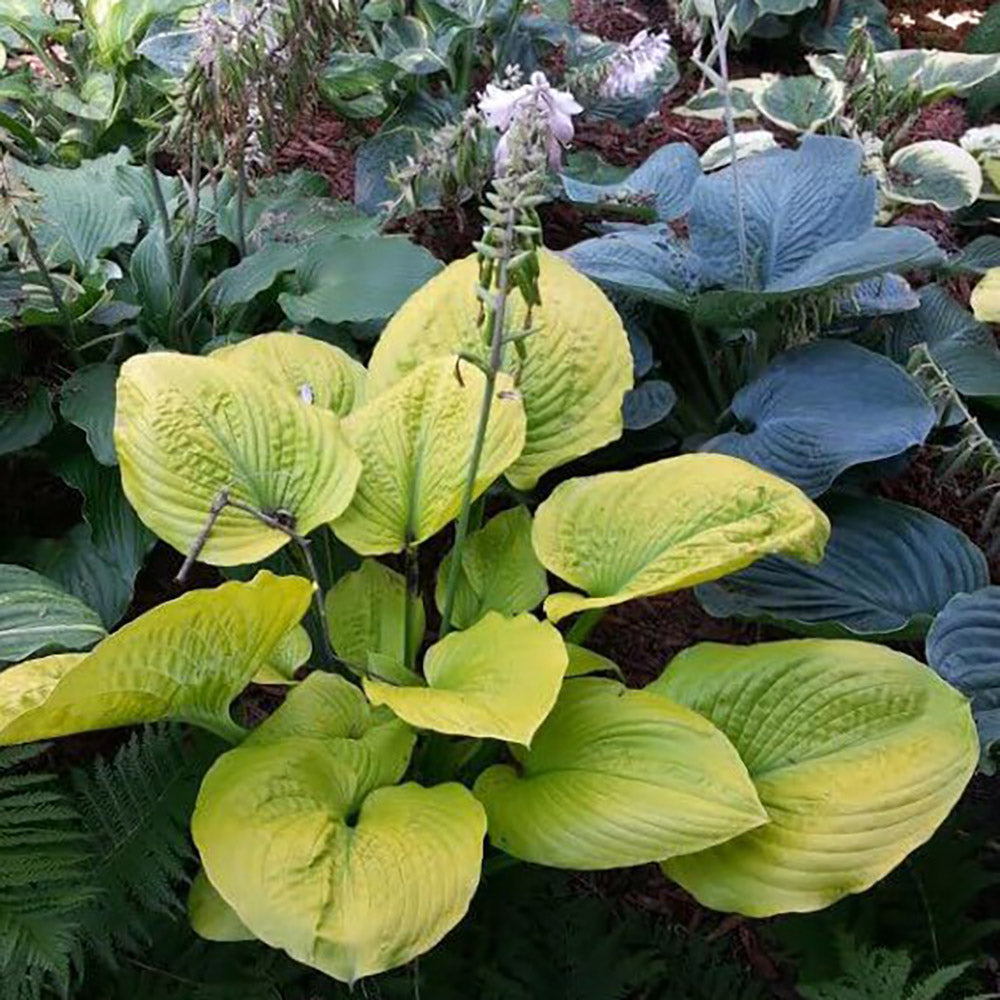 Crin de Toamna (Hosta Hybrid) Gold Standard, cu frunzis auriu