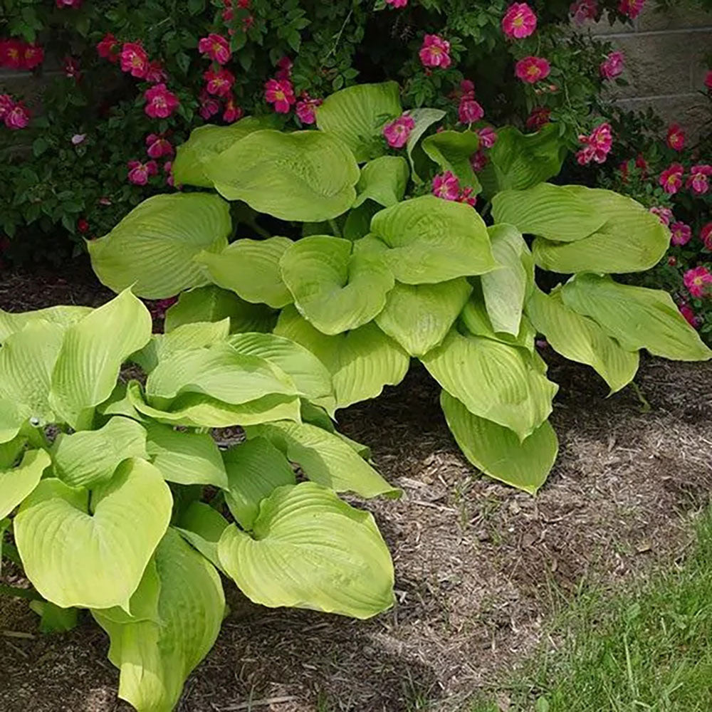 Crin de Toamna (Hosta Hybrid) Gold Standard, cu frunzis auriu