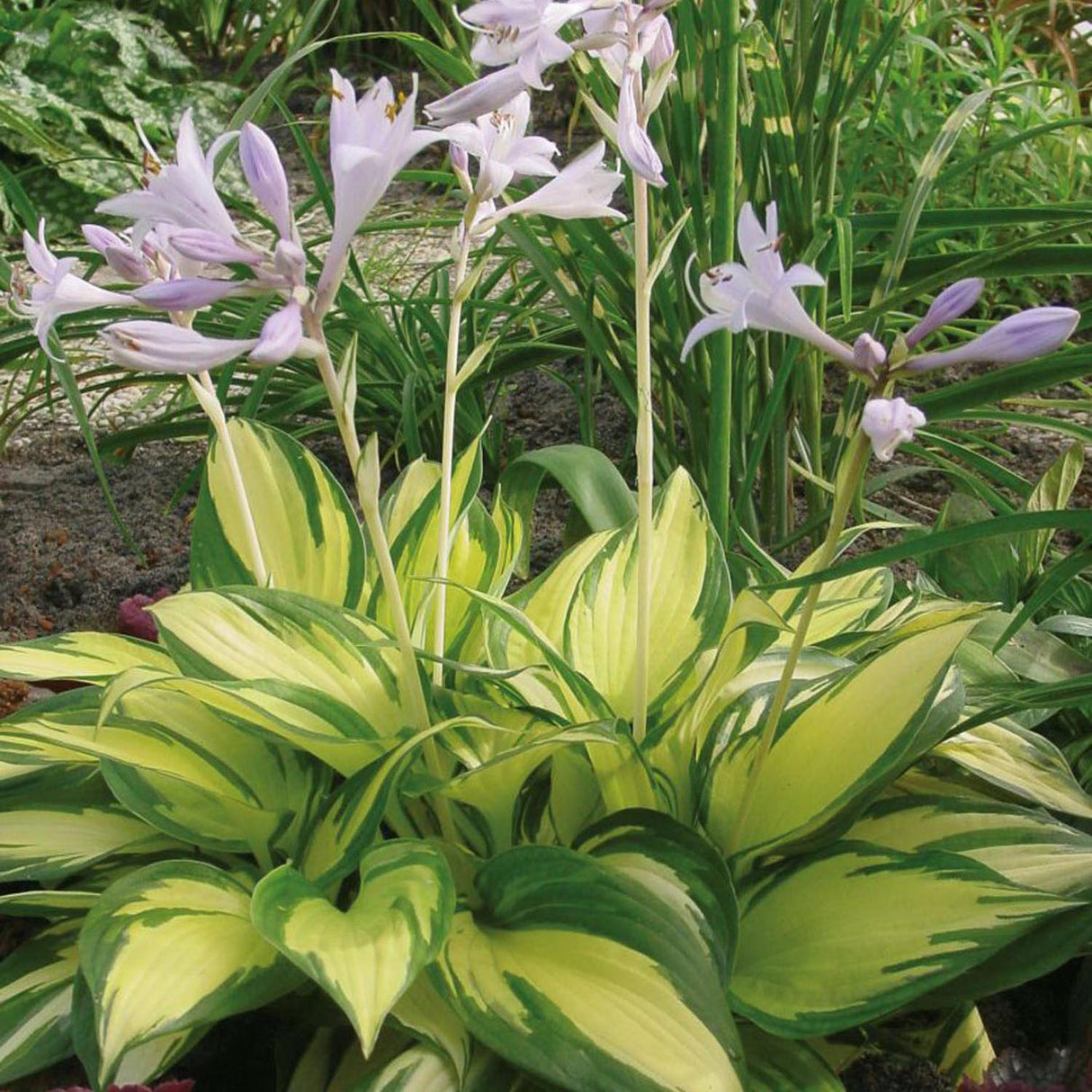 Crin de Toamna (Hosta) Morning Light
