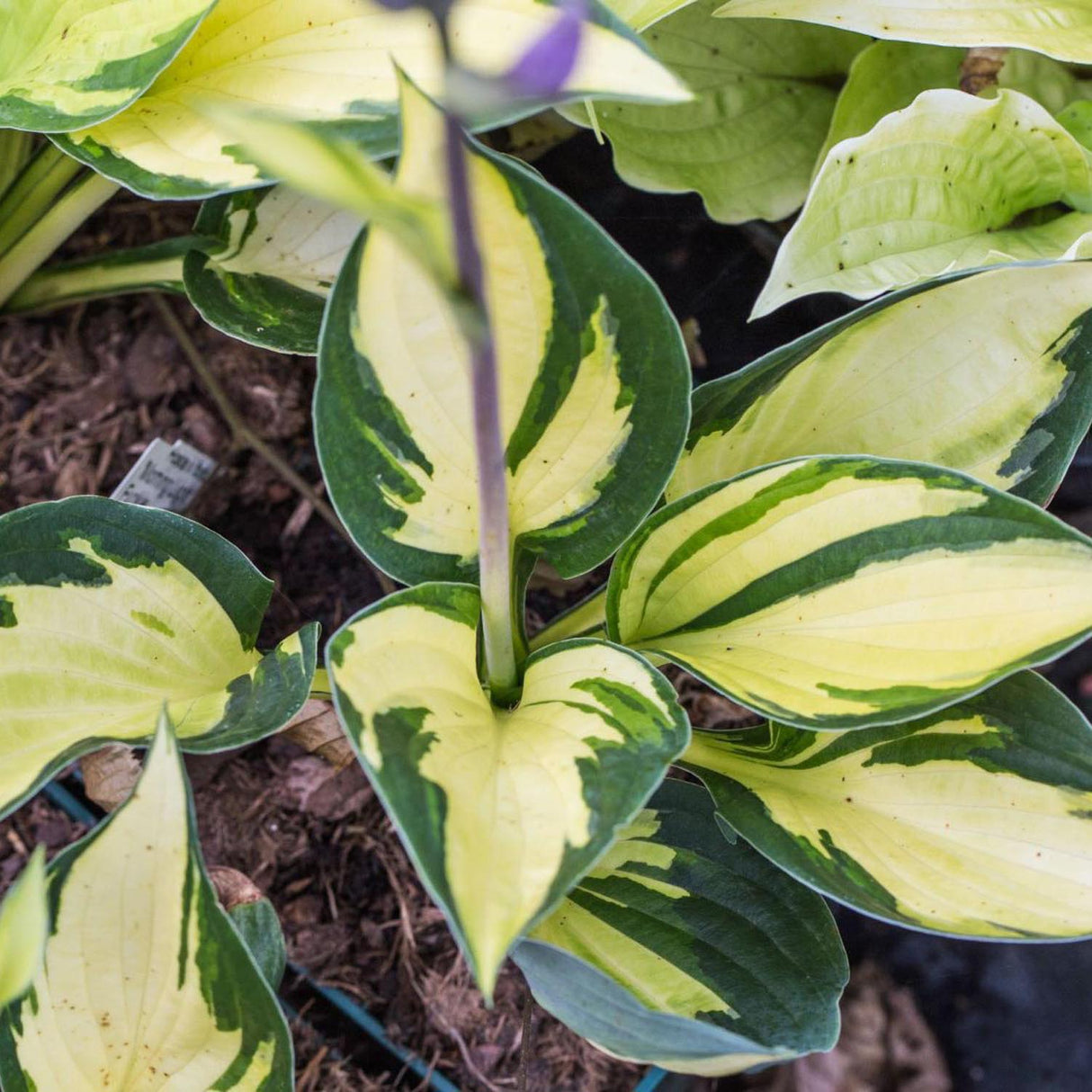 Crin de Toamna (Hosta) Morning Light