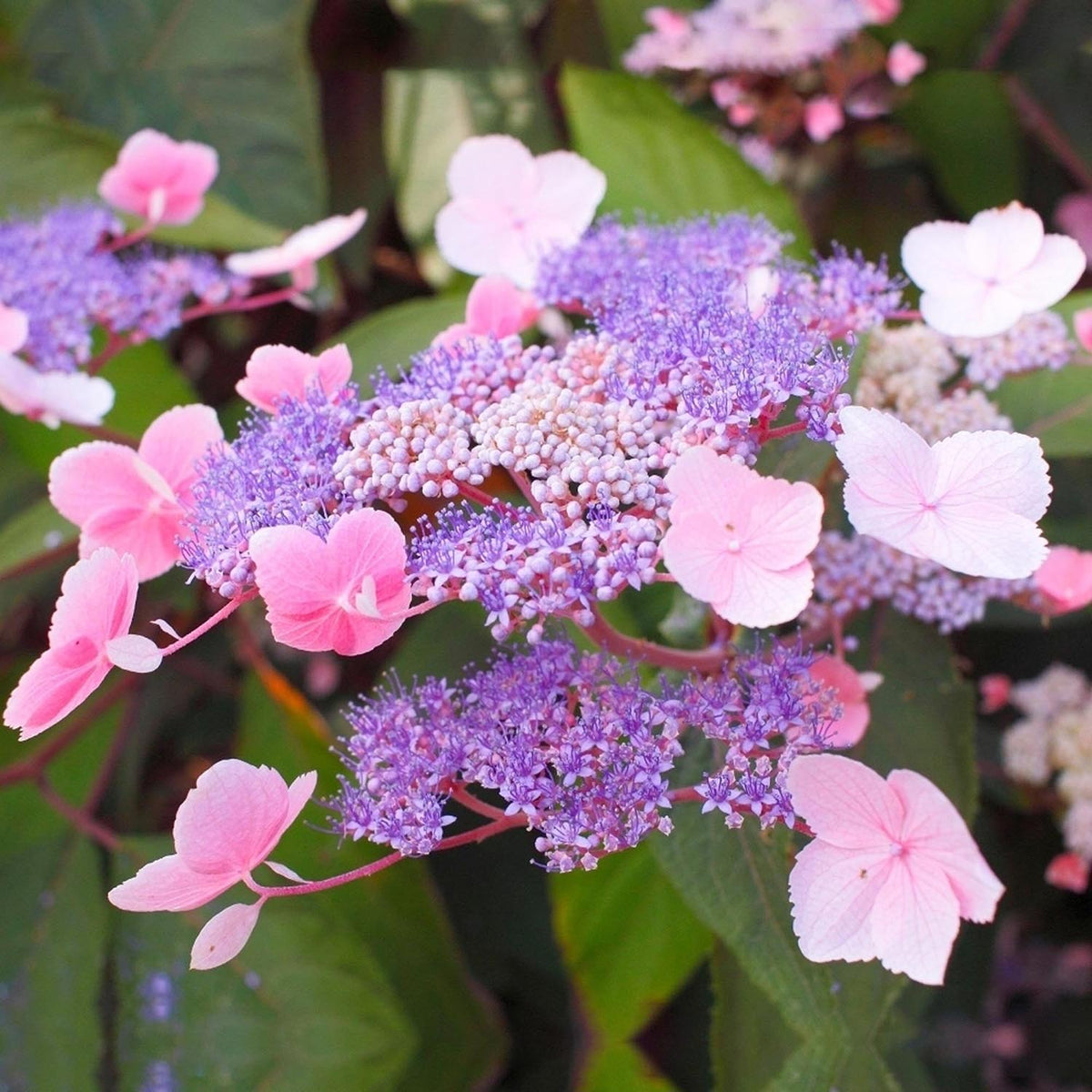 Hortensia Hot Chocolate