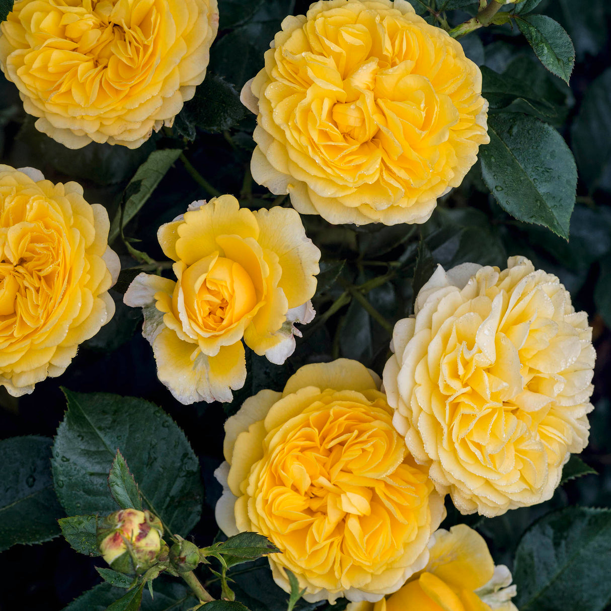 Trandafir Floribunda galben-portocaliu Inka, inflorire repetata