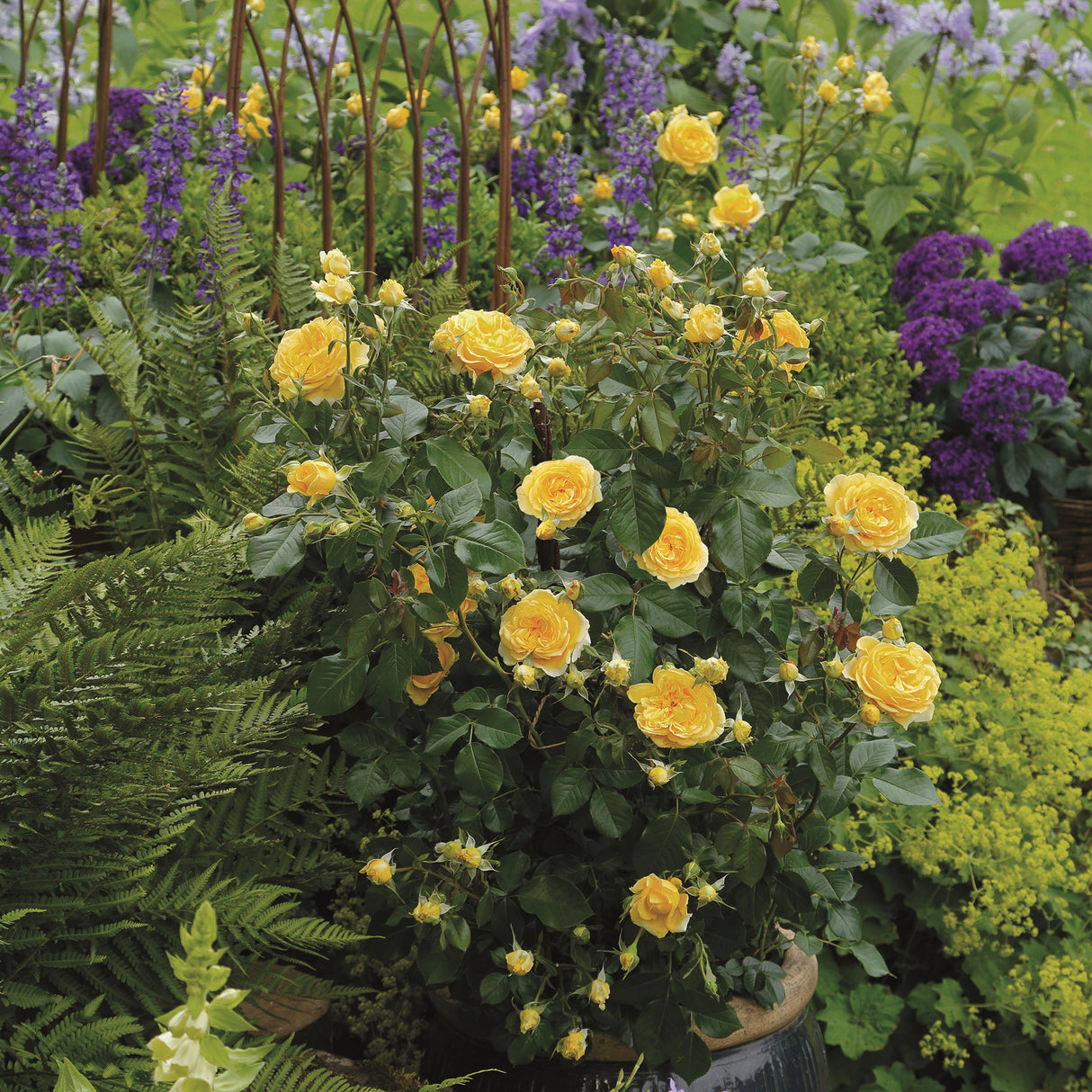 Trandafir Floribunda galben-portocaliu Inka, inflorire repetata