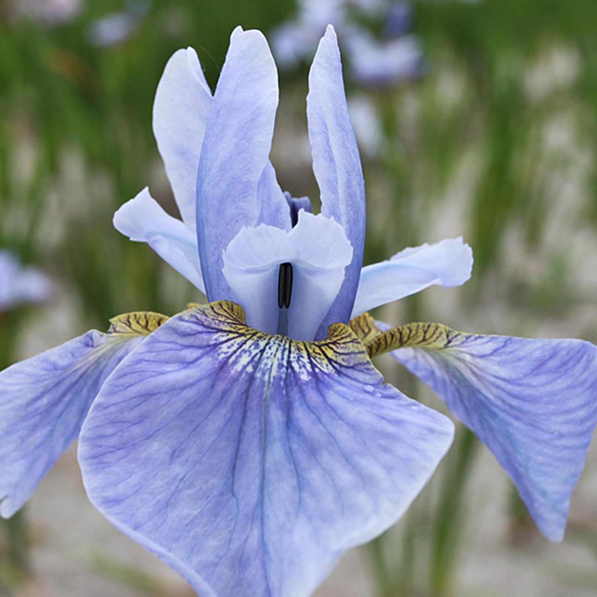 Iris Sibirica (Stanjenel) Cambridge