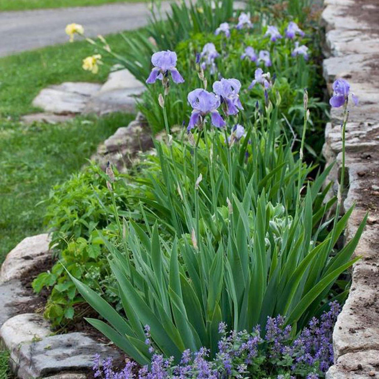 Iris Sibirica (Stanjenel) Cambridge