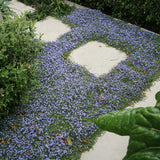 Steaua Albastra Isotoma Fluviatilis- taratoare, cu flori albastre