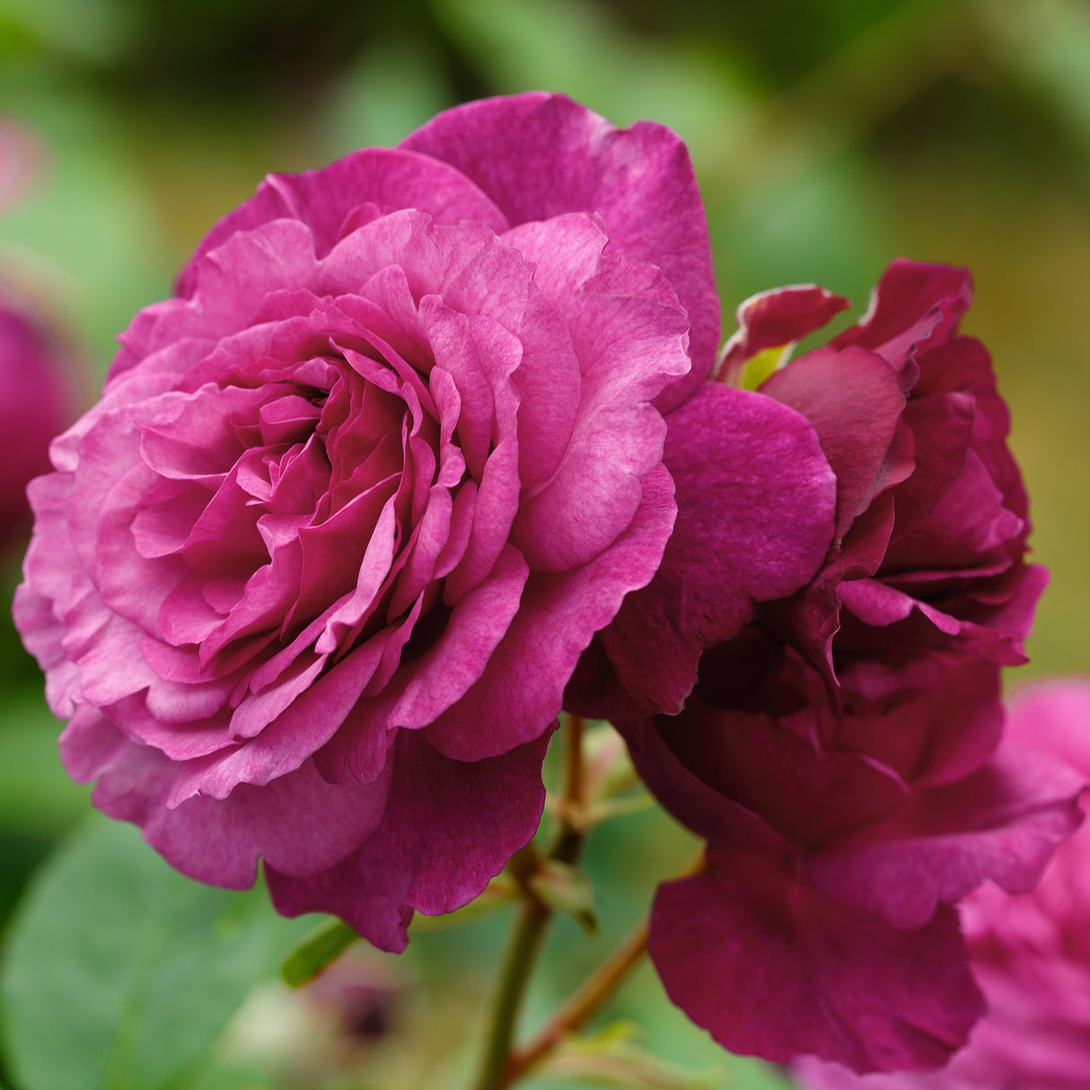 Trandafir Floribunda magenta-inchis Kaffe Fassett, cu parfum intens