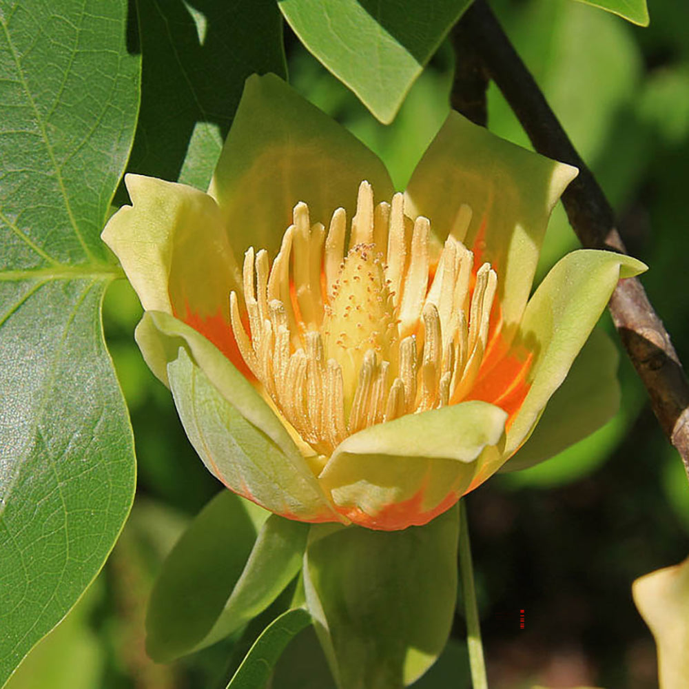 Arborele Lalea Columnar (Liriodendron Tulipifera Fastigiata)