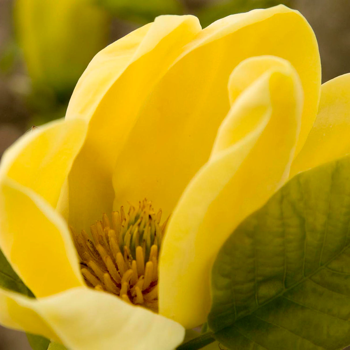Magnolia galbena Yellow Bird