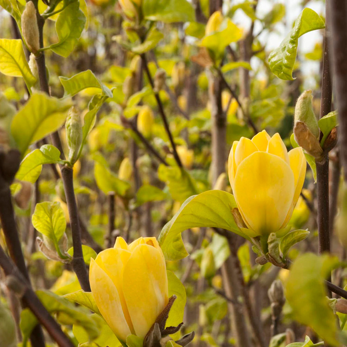 Magnolia galbena Yellow Bird