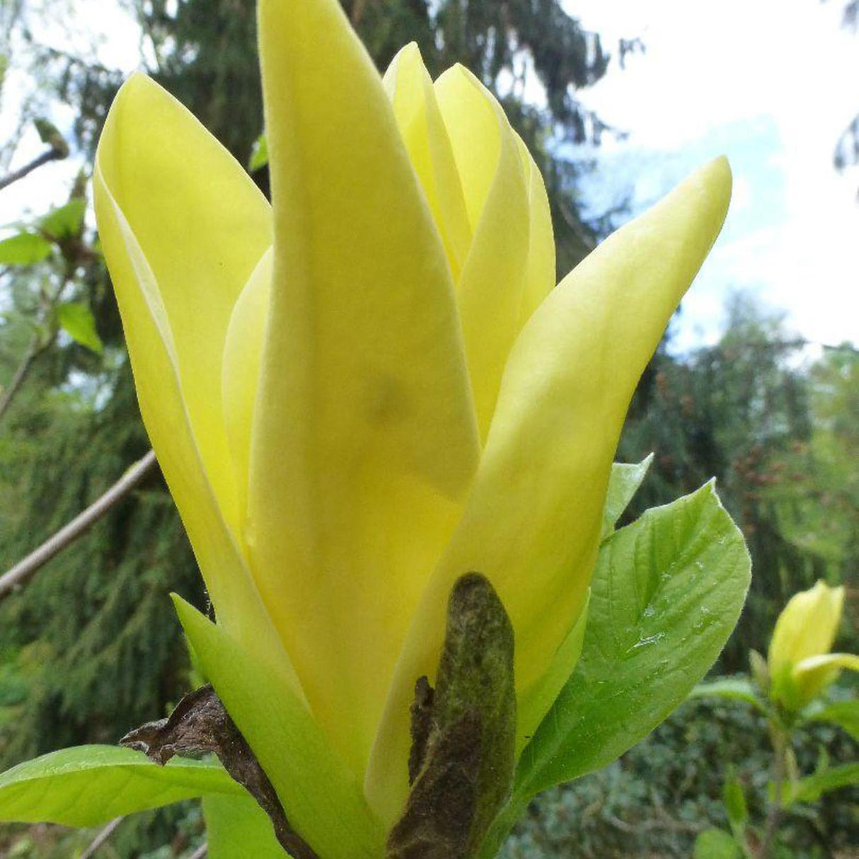 Magnolia Daphne, cu flori galbene