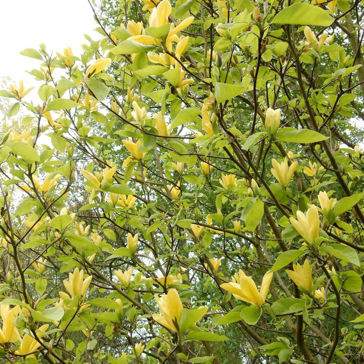 Magnolia Daphne, cu flori galbene