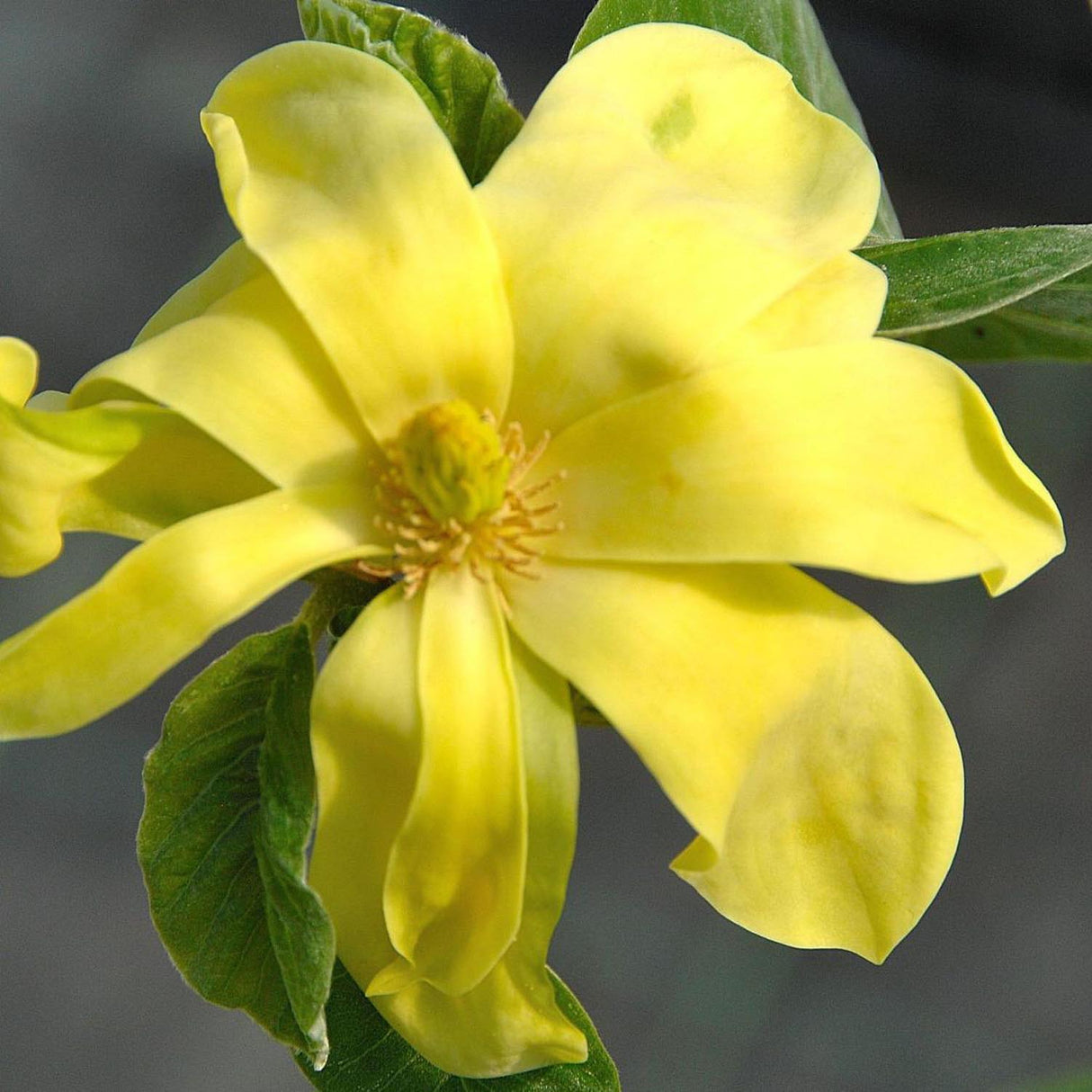 Magnolia Daphne, cu flori galbene