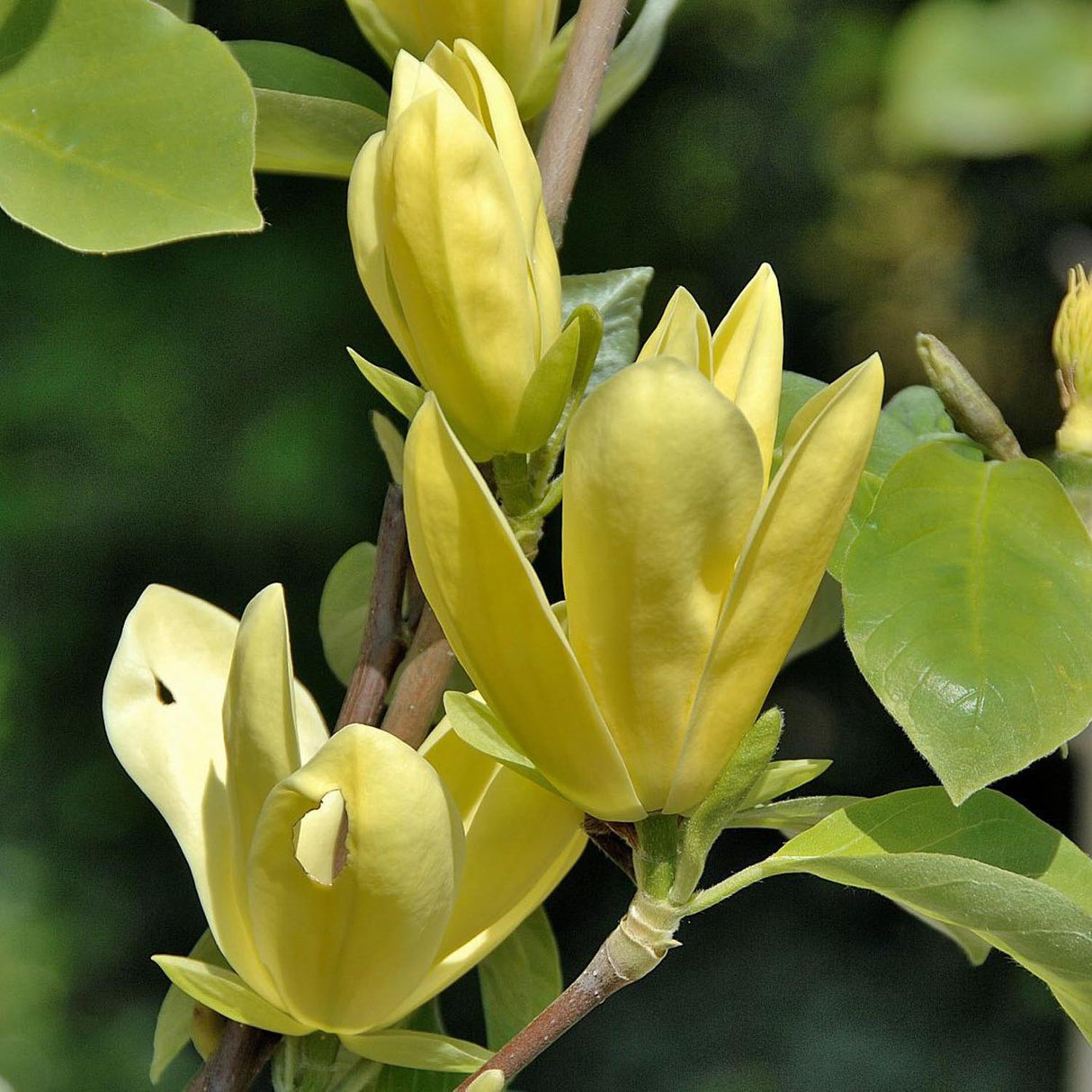 Magnolia Daphne, cu flori galbene