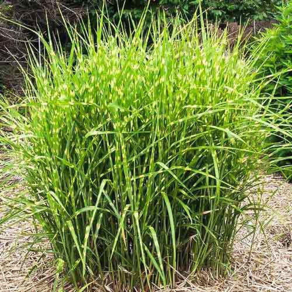 Iarba Elefantului (Miscanthus Sinensis) Little Zebra