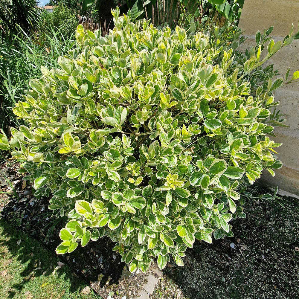 Salba Japoneza Euonimus Kathy